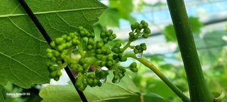 서대산향수님의 포도 · 영농일지 작성글 사진