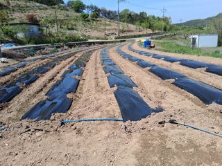 영수농원님의 기타작물 · 영농일지 작성글 사진