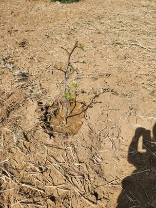 노복우님의 기타작물 · 영농일지 작성글 사진