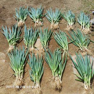 삼성농산님의 기타작물 · 영농일지 작성글 사진