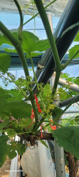 서대산향수님의 포도 · 영농일지 작성글 사진