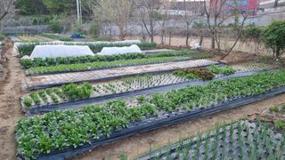 김지철님의 기타작물 · 영농일지 작성글 사진