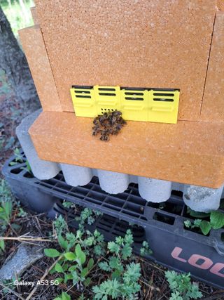 조연만님의 기타작물 · 영농일지 작성글 사진