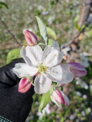 님의 사과 · 영농일지 작성글 사진