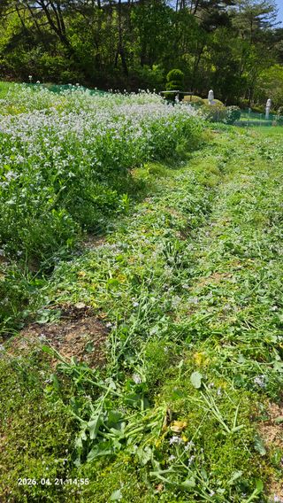 임상근님의 콩 · 영농일지 작성글 사진