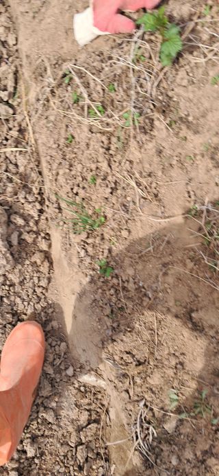 이복길님의 기타작물 · 영농일지 작성글 사진