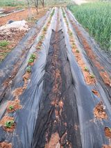 벙개도리님의 작성글 사진