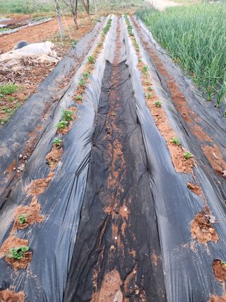 벙개도리님의 기타작물 · 영농일지 작성글 사진