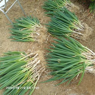 삼성농산님의 기타작물 · 영농일지 작성글 사진