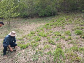 김홍중님의 기타작물 · 영농일지 작성글 사진