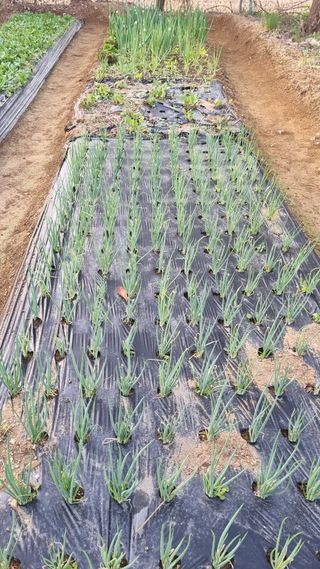 김지철님의 기타작물 · 영농일지 작성글 사진