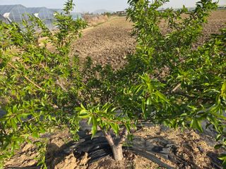 정영석님의 복숭아 · 영농일지 작성글 사진