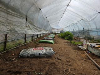 김윤회님의 호박 · 영농일지 작성글 사진