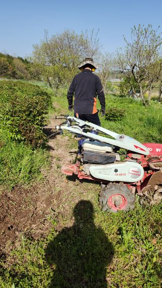 장흥 모경화 님의 두릅 · 영농일지 작성글 사진