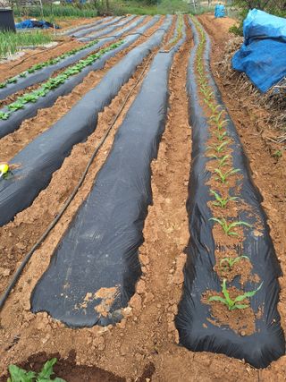 김용환님의 옥수수 · 영농일지 작성글 사진