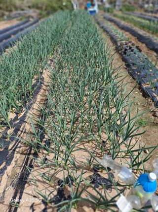 행복한누룩님의 기타작물 · 영농일지 작성글 사진