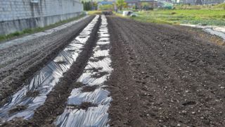 김동명님의 기타작물 · 영농일지 작성글 사진