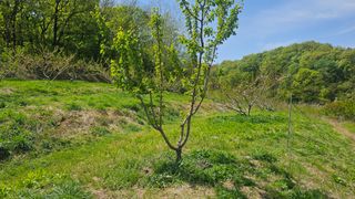 장정규님의 복숭아 · 영농일지 작성글 사진