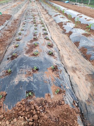 벙개도리님의 기타작물 · 영농일지 작성글 사진