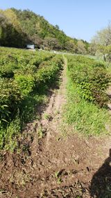 장흥 모경화 님의 작성글 사진