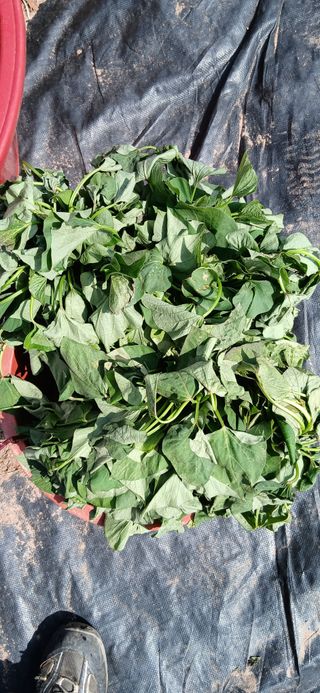 정연섭님의 작성글 사진