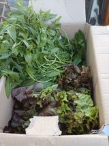 팜모닝 기타작물·영농일지 게시글 이미지