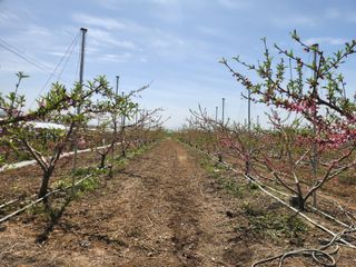 꿀복이농장님의 복숭아 · 영농일지 작성글 사진