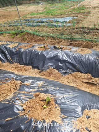 이수홍(이창희)님의 기타작물 · 영농일지 작성글 사진