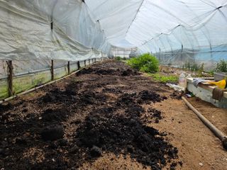 김윤회님의 호박 · 영농일지 작성글 사진