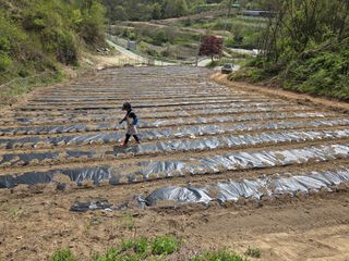 아리랑님의 기타작물 · 영농일지 작성글 사진