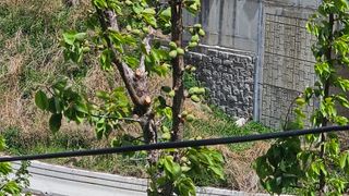 장정규님의 복숭아 · 영농일지 작성글 사진