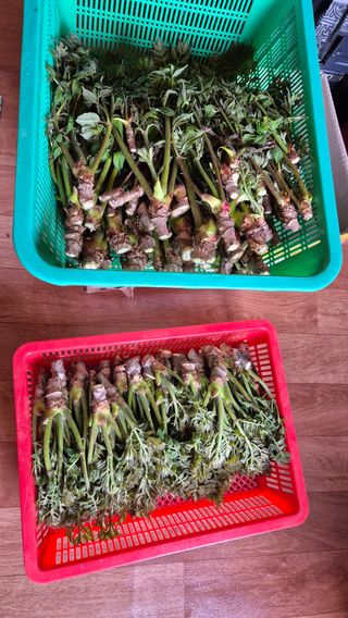 이선복님의 두릅 · 영농일지 작성글 사진