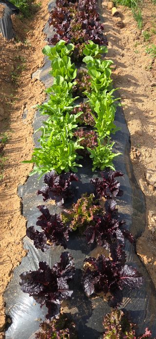 김성필님의 기타작물 · 영농일지 작성글 사진