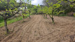 들깨13192님의 감 · 영농일지 작성글 사진