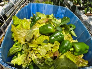 늘햇살팜 님의 기타작물 · 영농일지 작성글 사진