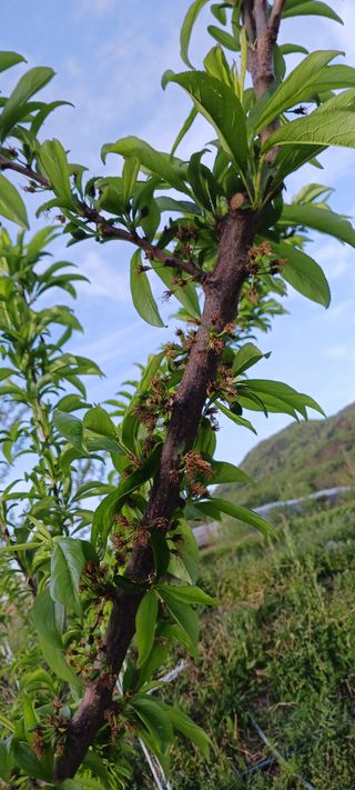 김 연님의 기타작물 · 영농일지 작성글 사진