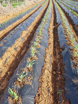 감21298님의 옥수수 · 영농일지 작성글 사진