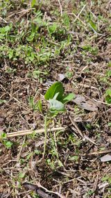 어설픈촌넘님의 작성글 사진