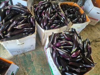 늘햇살팜 님의 기타작물 · 영농일지 작성글 사진