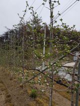 팜모닝 기타작물·영농일지 게시글 이미지