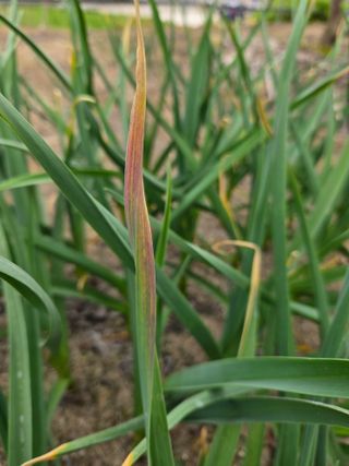 윤장원님의 마늘 · 영농일지 작성글 사진