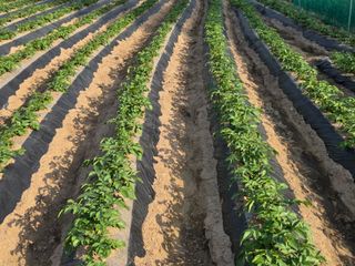 정택성님의 감자 · 영농일지 작성글 사진