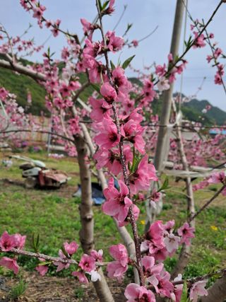 류남열님의 복숭아 · 영농일지 작성글 사진