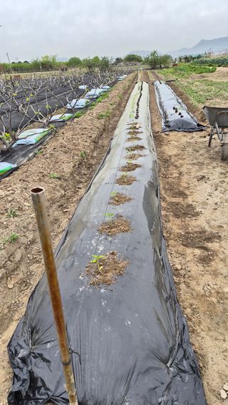 늘푸른 농장주님의 고추 · 영농일지 작성글 사진