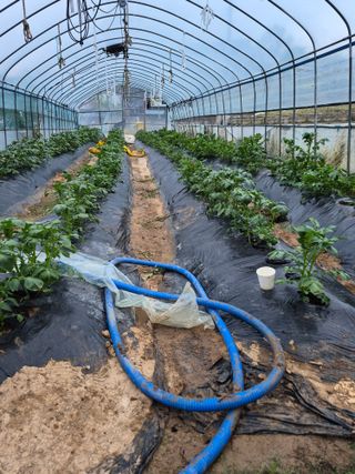 이덕훈(바쁜사람)님의 기타작물 · 영농일지 작성글 사진