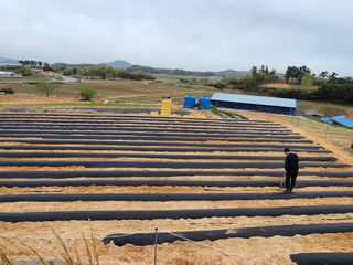 황미순님의 기타작물 · 영농일지 작성글 사진