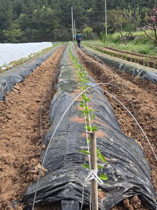 김연후님의 고추 · 영농일지 작성글 사진