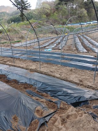 문명훈님의 호박 · 영농일지 작성글 사진