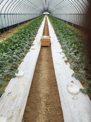 김저팔계님의 기타작물 · 영농일지 작성글 사진