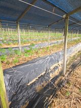 두릅나무9056님의 작성글 사진